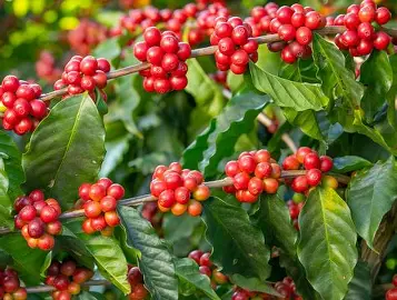 Coffea arabica