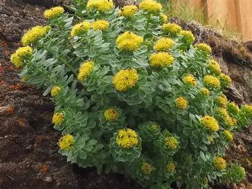 Rhodiola Rosea